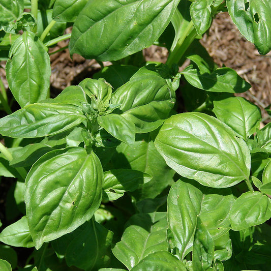 Sweet Basil Seeds (Ocimum basilicum)