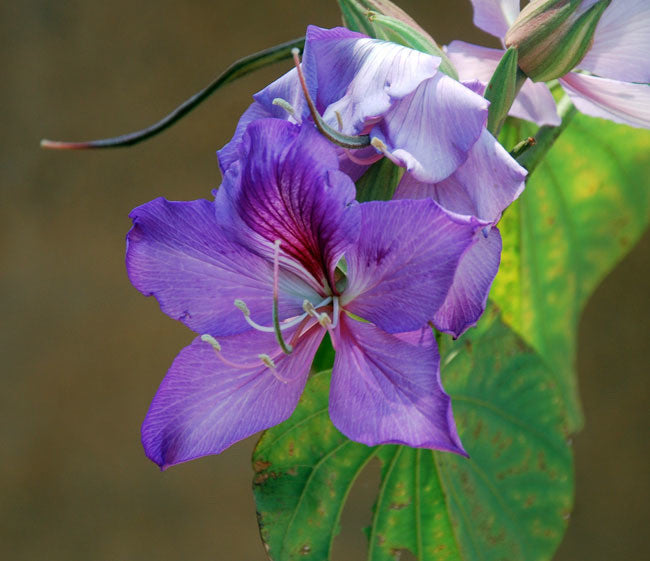 Orchid Tree Seeds (Bauhinia variegata) [PACKET ONLY]