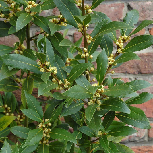 Bay Laurel Seeds (Laurus nobilis)