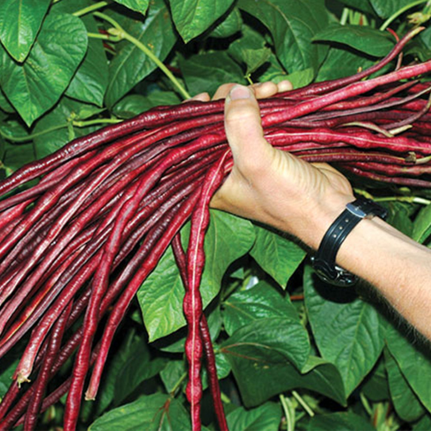 Chinese Red Noodle Long Bean Seeds [PACKET ONLY]