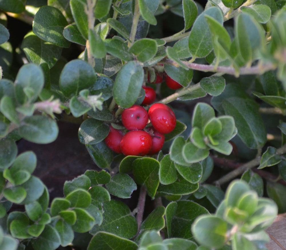 Bearberry Seeds (Arctostaphylos uva)