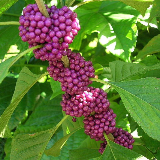 Beautyberry Seeds (Callicarpa americana)