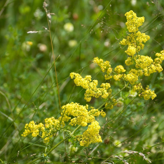 Yellow Bedstraw Seeds (Galium verum)