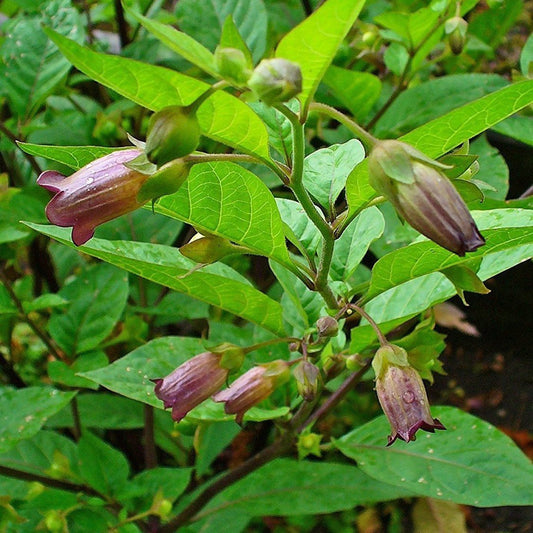 Belladonna Seeds (Atropa belladonna)
