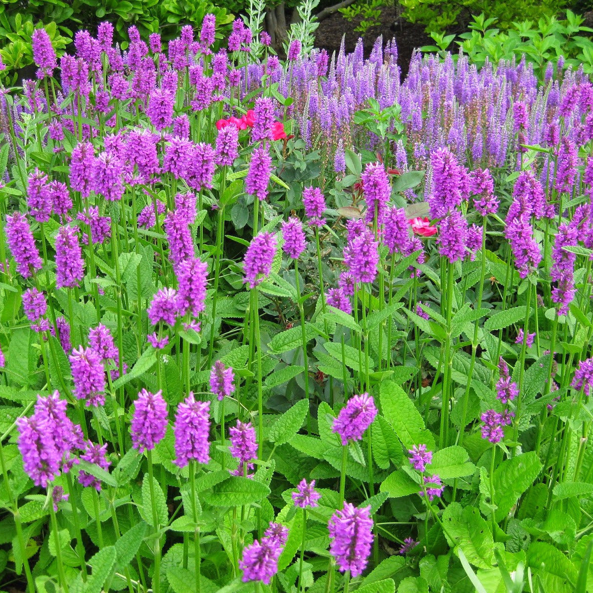 Betony Seeds (Stachys officinalis)