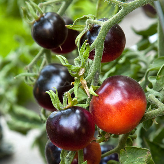 Black Cherry Tomato Seeds (Lycopersicon esculentum)