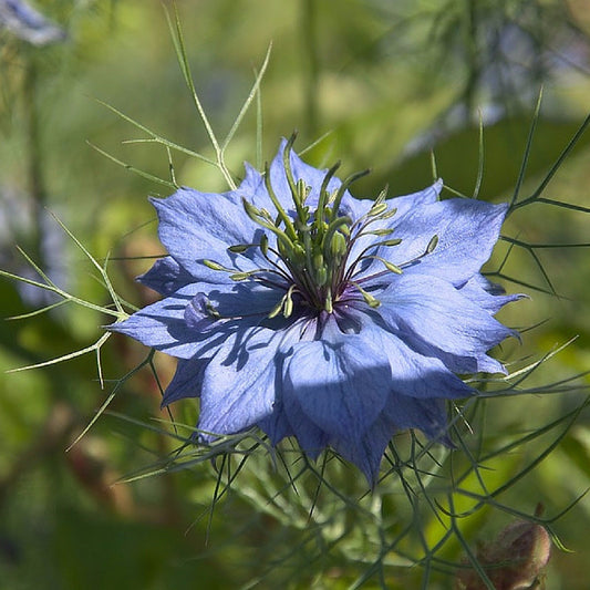 Black Cumin Seeds (Nigella sativa)