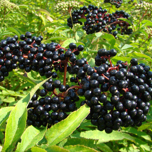 Black Elderberry Seeds (Sambucus nigra)