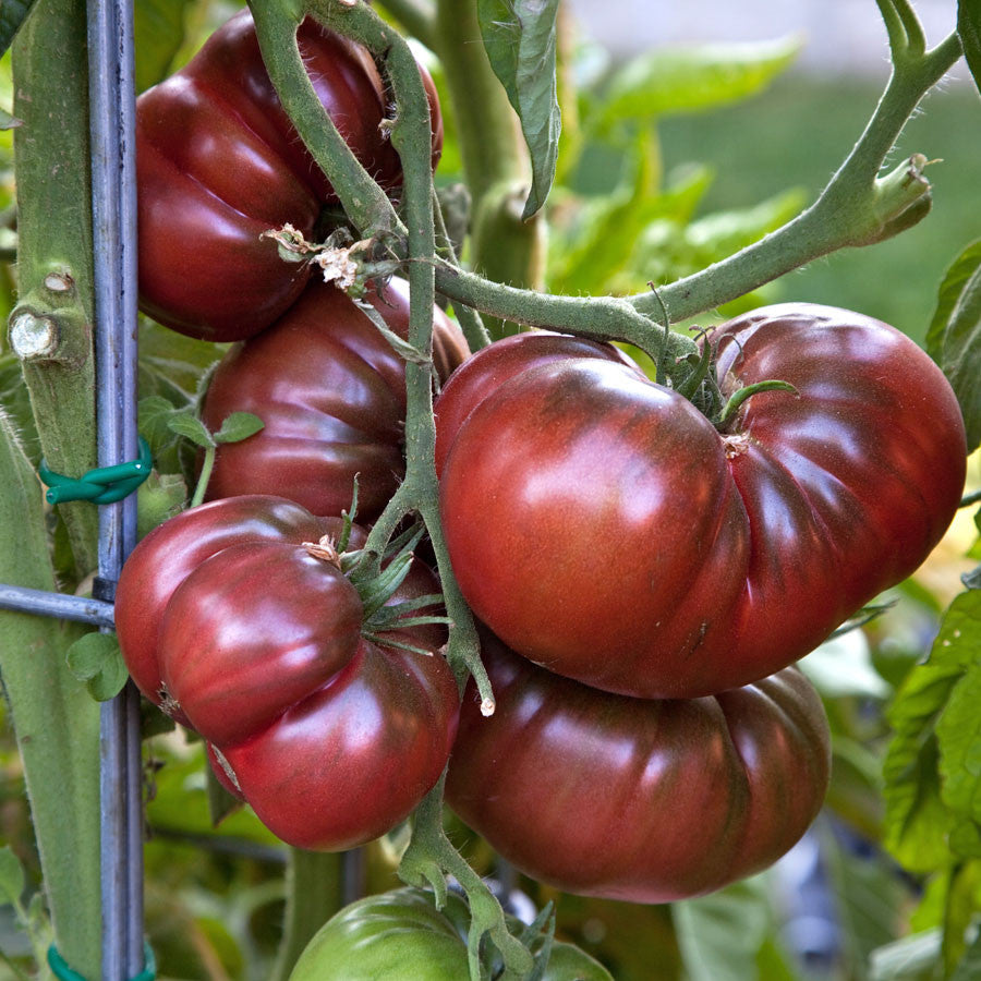 Black Krim Tomato Seeds (Lycopersicon esculentum)