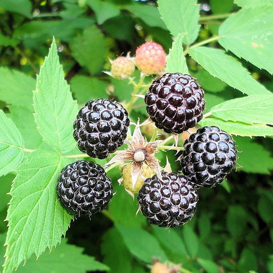 Black Raspberry Seeds (Rubus occidentalis)