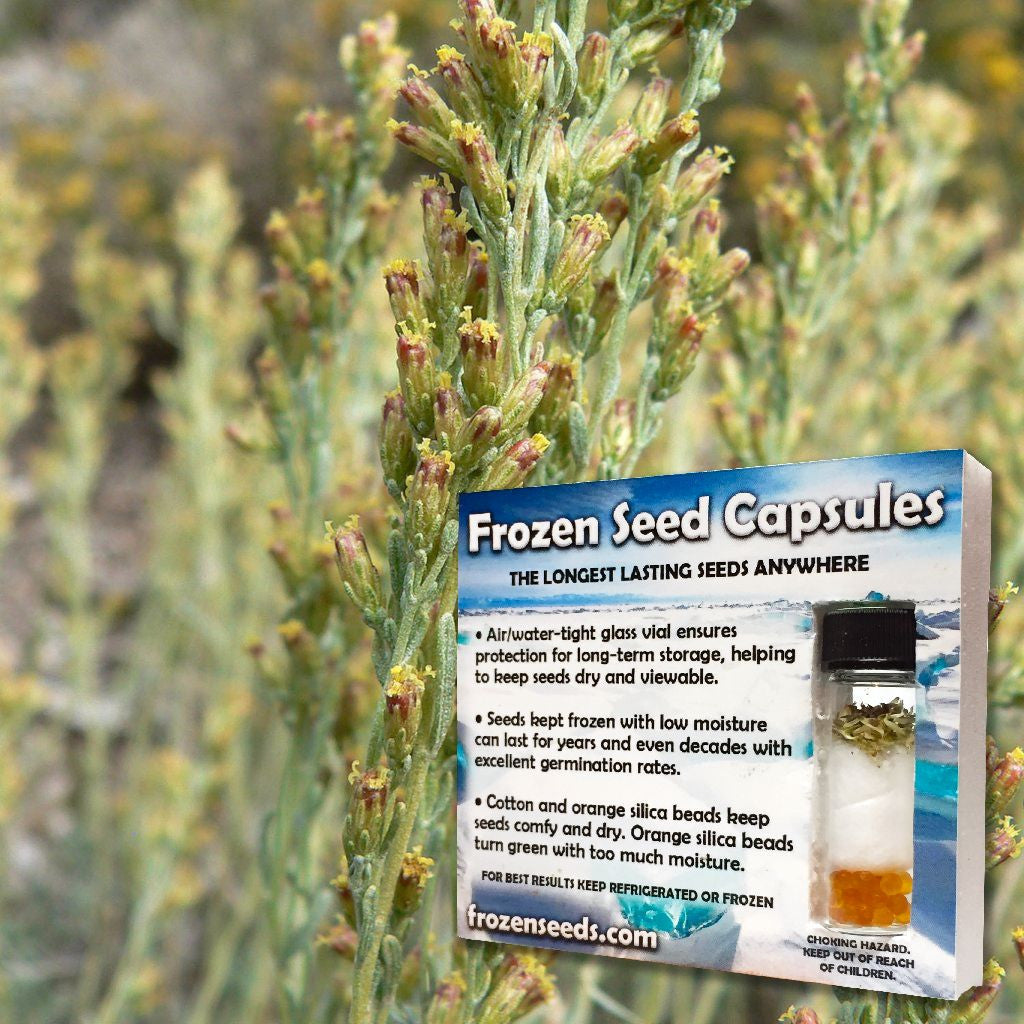 Black Sagebrush Seeds (Artemisia nova)