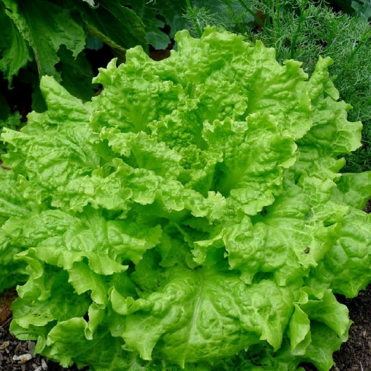 Black Seeded Simpson Lettuce Seeds