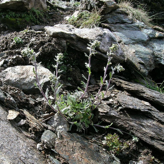 Black Wormwood Seeds (Artemisia genipi)