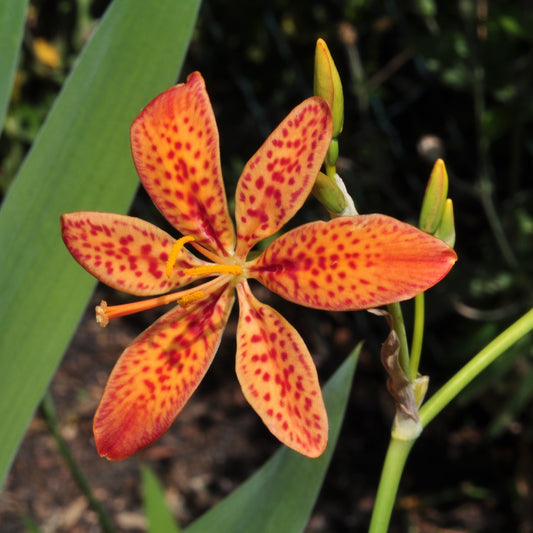 Leopard Lily Seeds (Belamcanda chinensis)