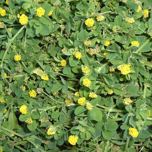 Black Medic Seeds  (Medicago lupulina)