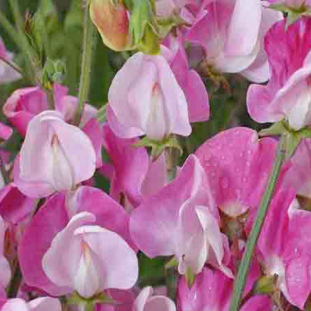 Blanche Ferry Sweet Pea Seeds [PACKET ONLY]
