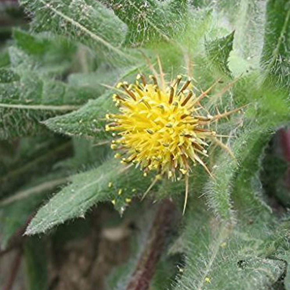 Blessed Holy Thistle Seeds (Cnicus benedictus)