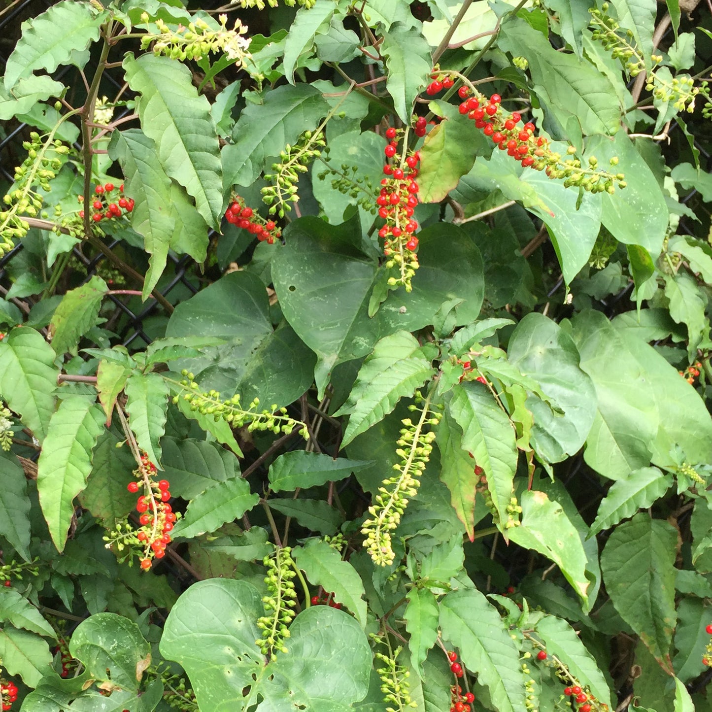 Bloodberry Seeds (Rivina humilis)