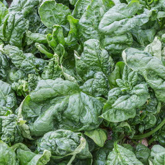 Bloomsdale Long Standing Spinach Seeds (Spinacea oleracea)