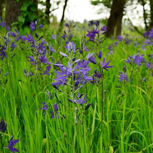 Blue Camas Seeds (Camassia quamash)