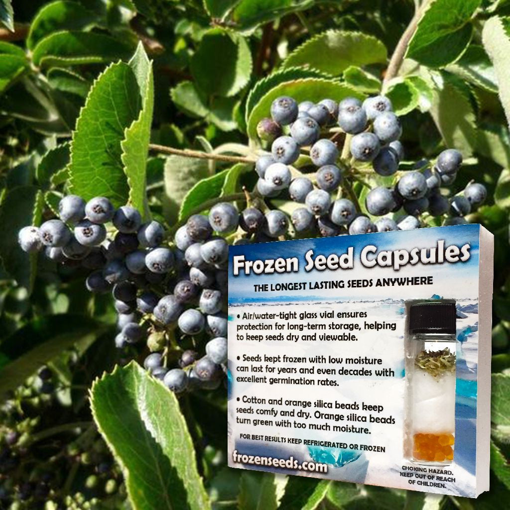 Blue Elderberry Seeds (Sambucus caerulea)