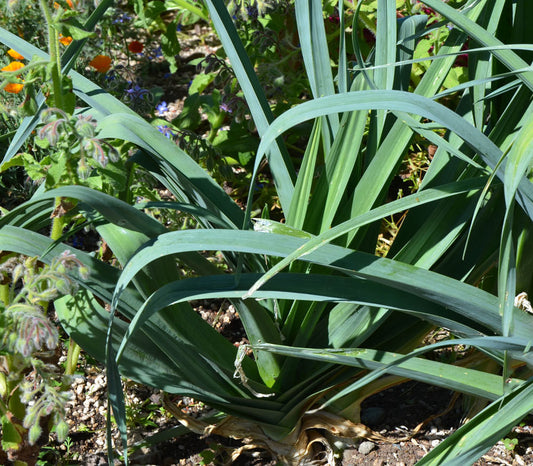 Blue Solaise Leek Seeds