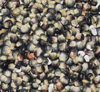 Hopi Blue Corn Seeds [PACKET ONLY]