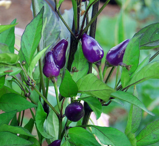 Bolivian Rainbow Pepper Seeds
