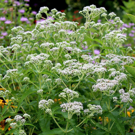 Boneset Seeds (Eupatorium perfoliatum)