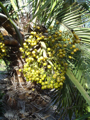 Brazilian Needle Palm Seeds (Trithrinax acanthocoma)