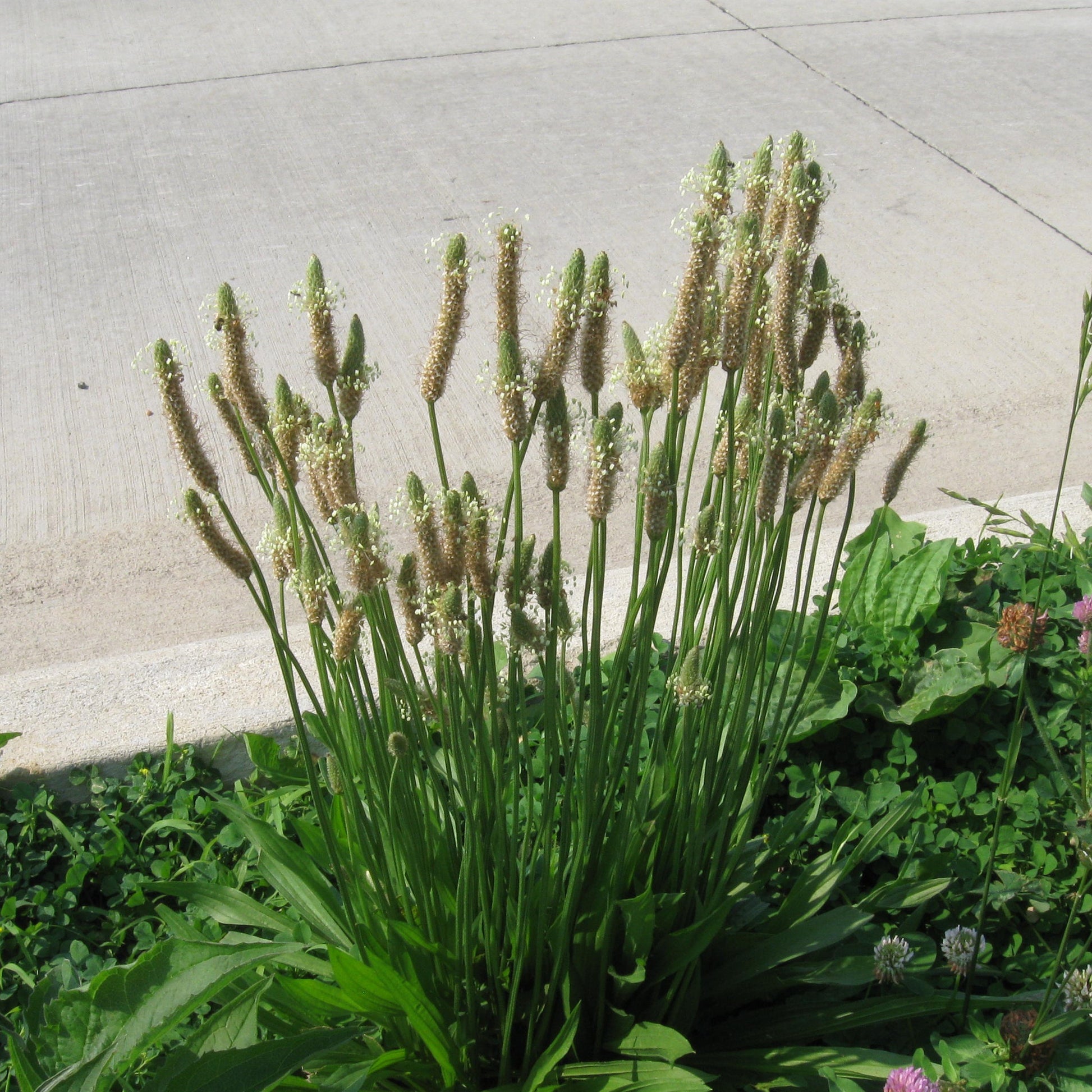 plantain plant seeds Buckhorn Plantain Seeds (Plantago coronopus 'Minutina') – Frozen Seed Capsules™
