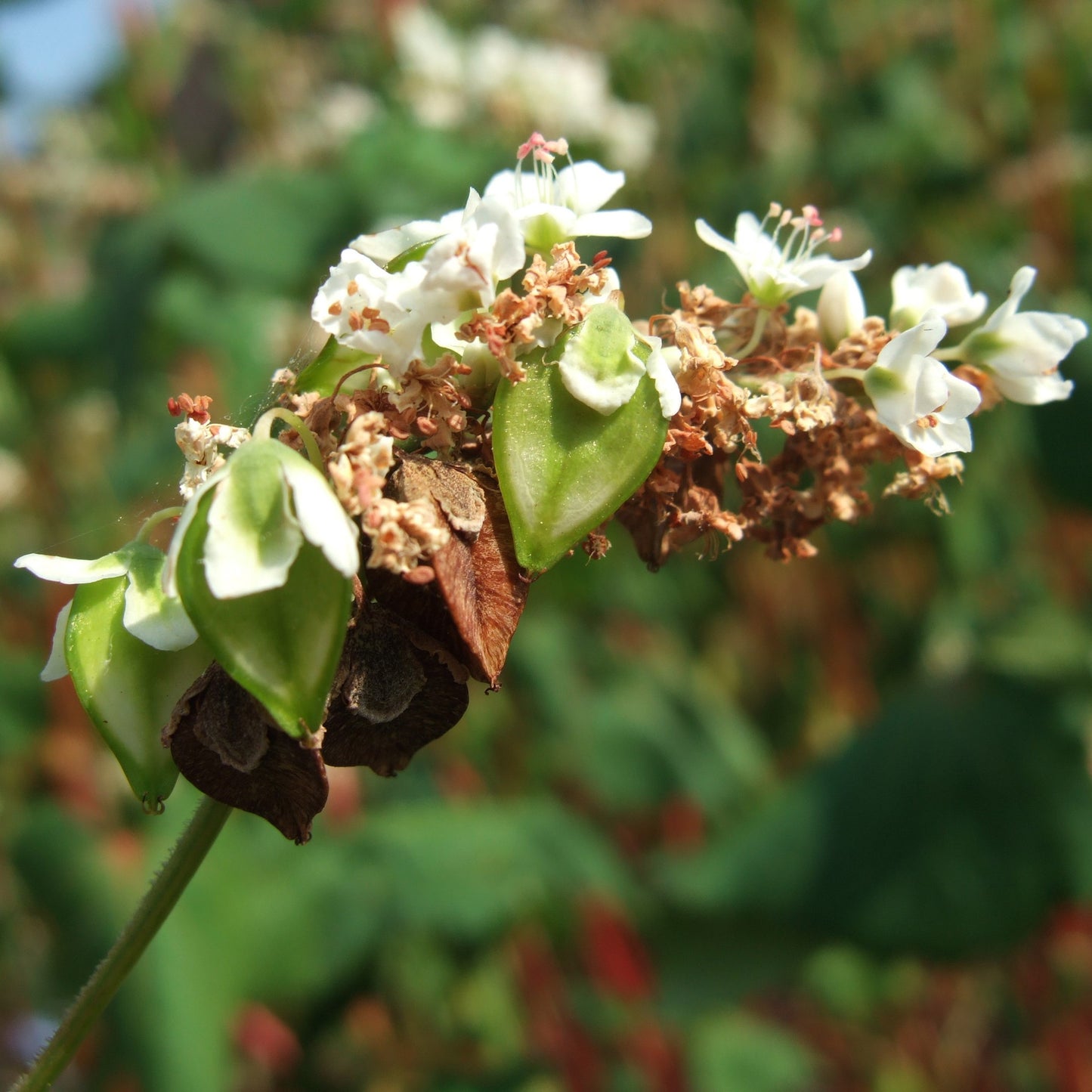 Buckwheat Seeds (Fagopyrum esculentum)