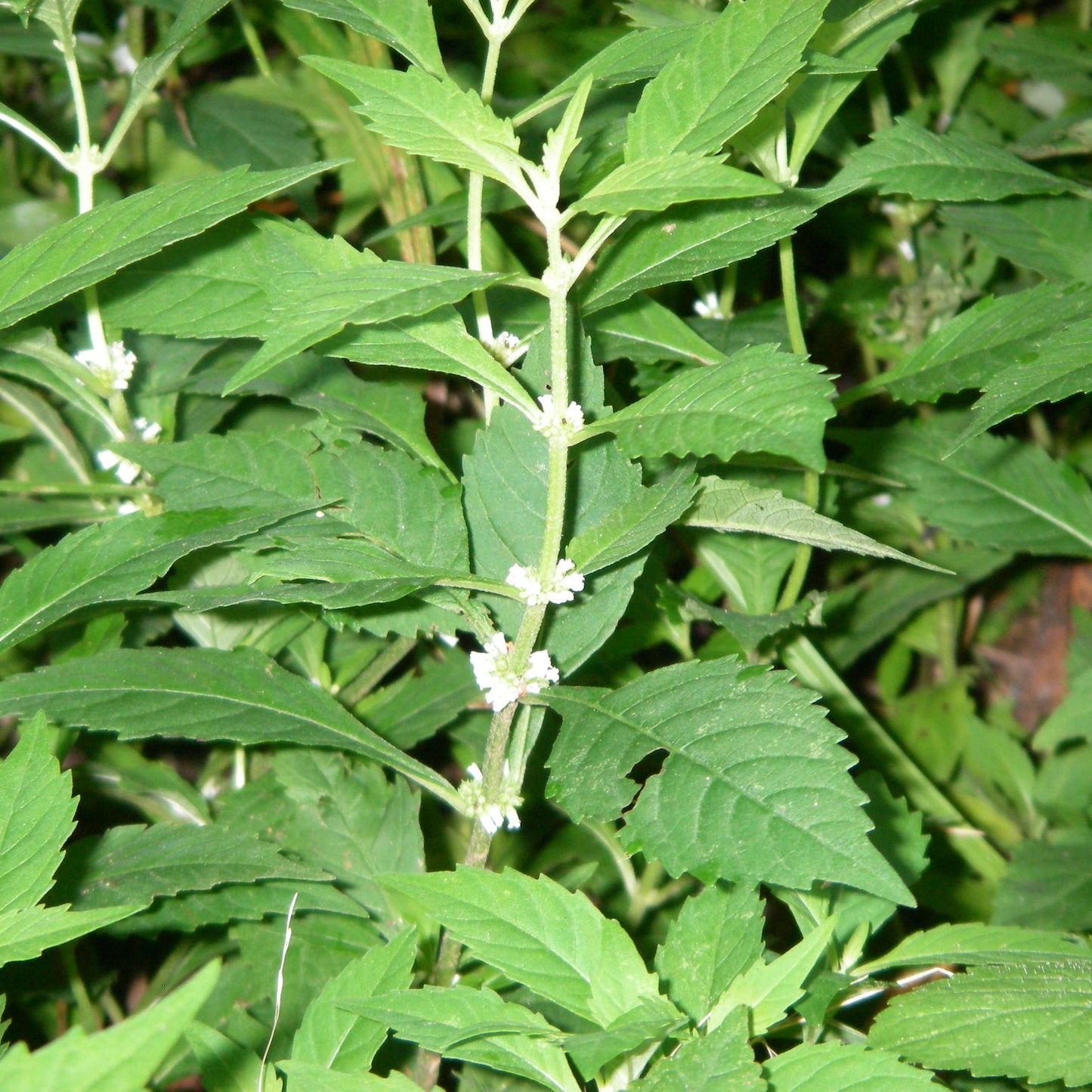 Bugleweed Seeds (Lycopus americanus)