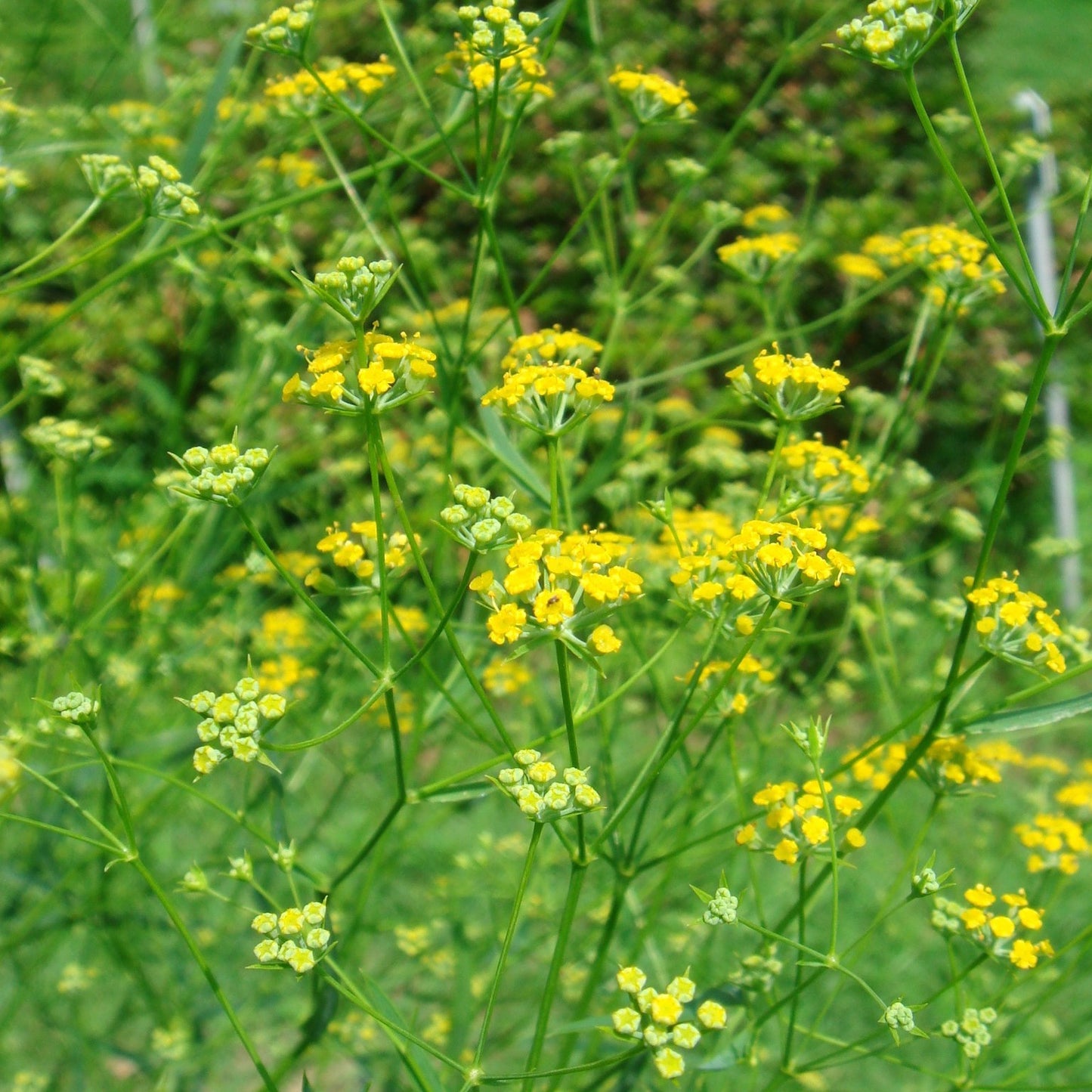 Bupleurum Seeds (Bupleurum falcatum)