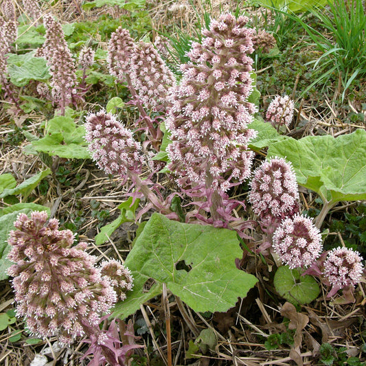 Butterbur Seeds (Petasites hybridus)