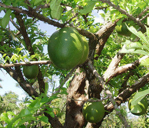 Calabash Tree Seeds (Crescentia cujete)