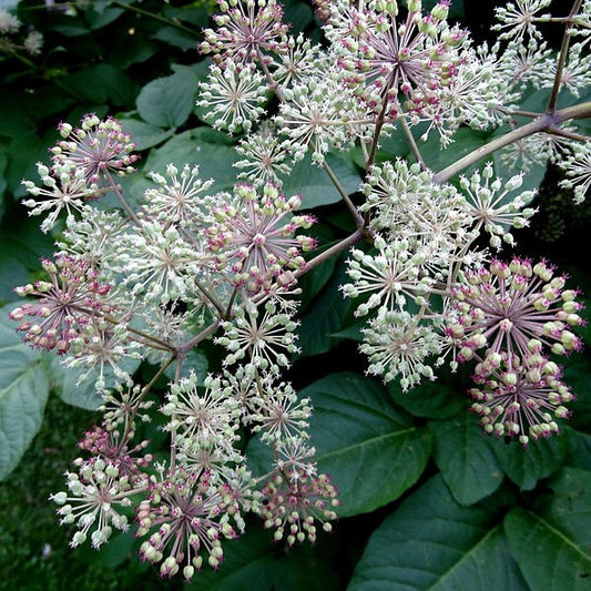 California Spikenard Seeds (Aralia californica)