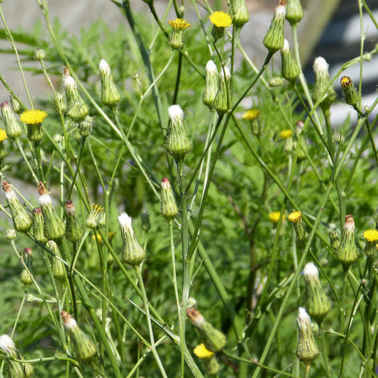 Canada Wild Lettuce Seeds (Lactuca canadensis)