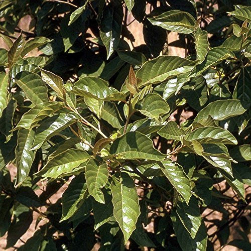 Cancer Tree Seeds (Camptotheca acuminata) [PACKET ONLY] – Frozen Seed ...