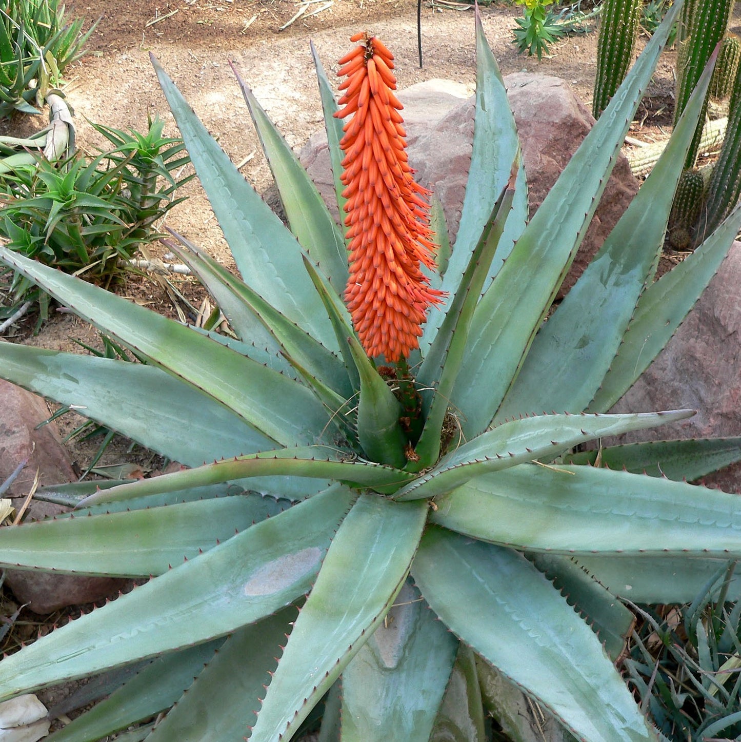 Cape Aloe Seeds (Aloe ferox)