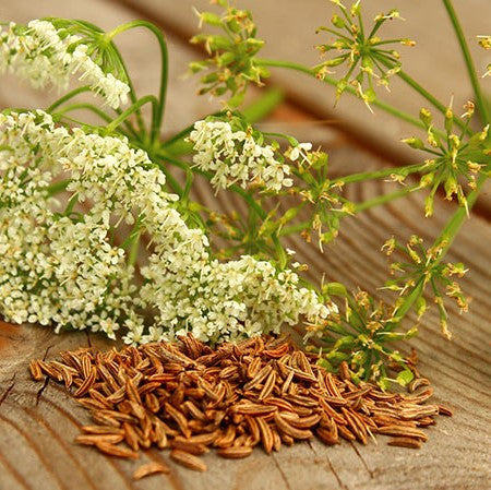 Caraway Seeds (Carum carvi)