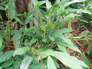Cardamom Seeds (Elettaria cardamomum)
