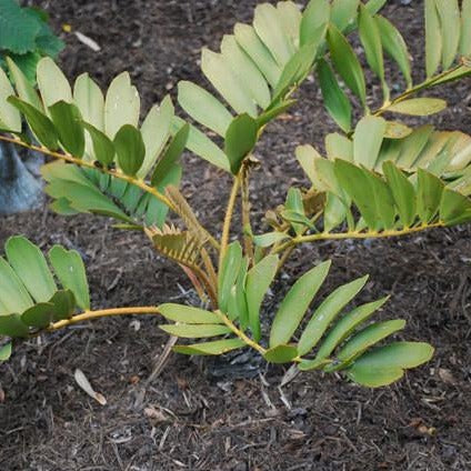 Cardboard Palm Seeds (Zamia furfuracea) [PACKET ONLY]