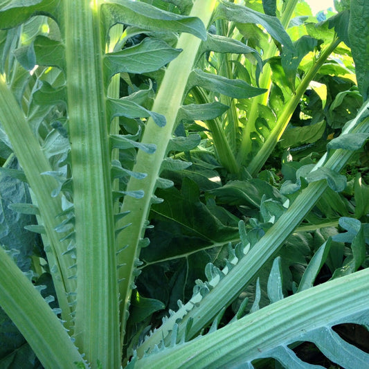 Gobbo Di Nizzia Cardoon Seeds