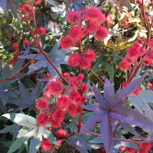 Carmencita Red Castor Bean Seeds (Ricinus communis) [PACKET ONLY]