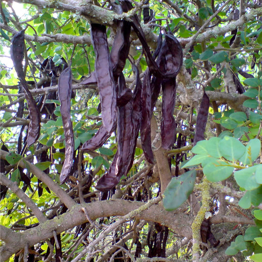 Carob Tree Seeds (Ceratonia siliqua)