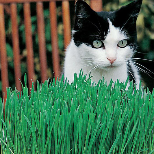 Cat Grass (Avena sativa) Seeds