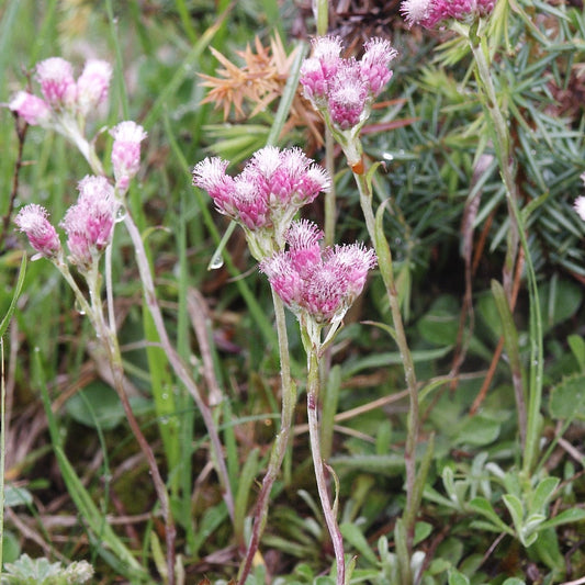 Catsfoot Seeds (Antennaria dioica)