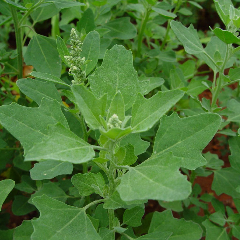 Lamb's Quarter Seeds (Chenopodium album) Frozen Seed Capsules™
