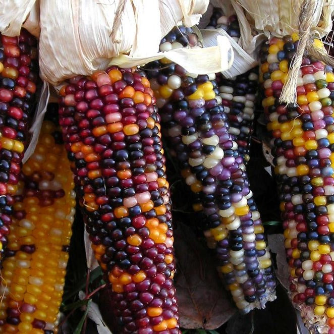 Cherokee Long Ear Popcorn Seeds